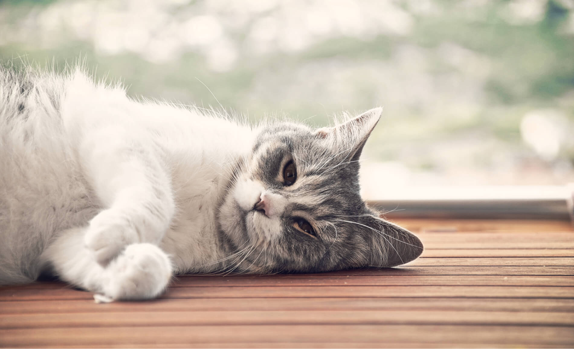 Katt som kaster opp skum: årsaker og tips til bekymrede eiere